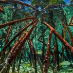 Bahamas Mangroves