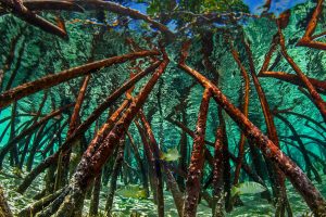 Bahamas Mangroves