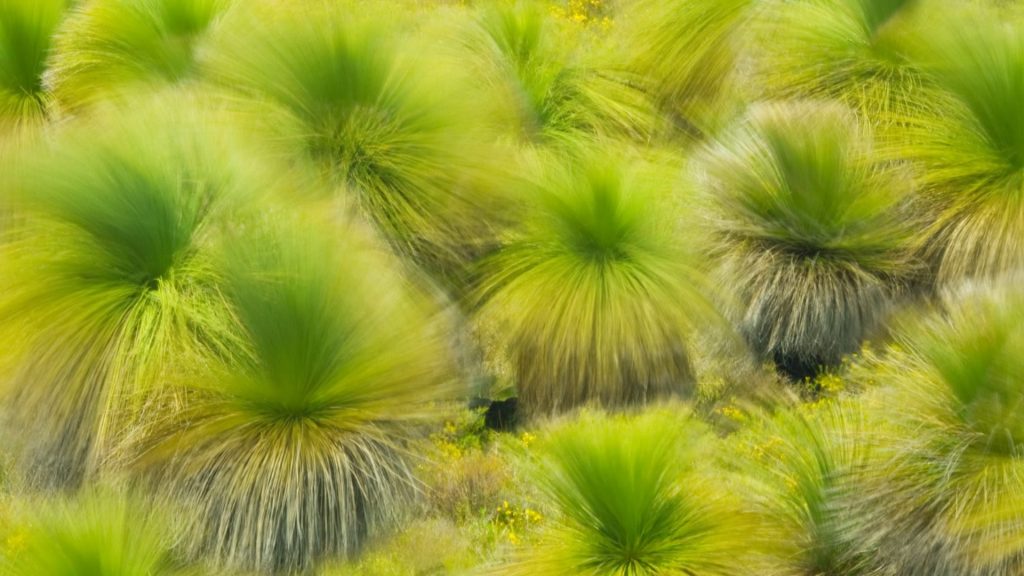 Balga Grass Trees