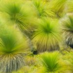 Balga Grass Trees