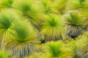 Balga Grass Trees