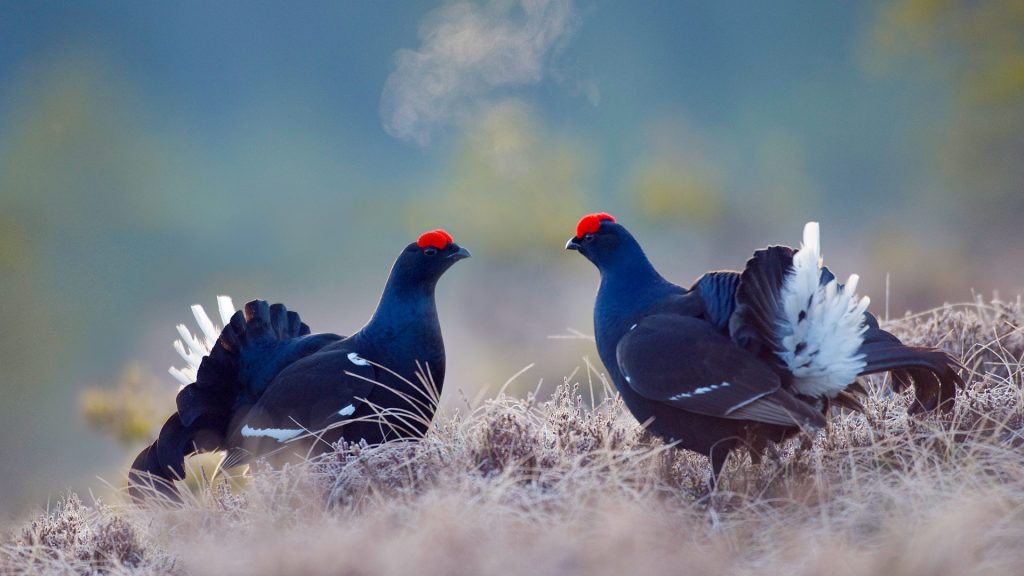 Black Grouse