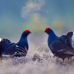 Black Grouse