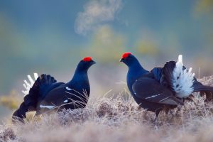 Black Grouse