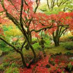 Butchart Gardens