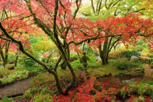 Butchart Gardens