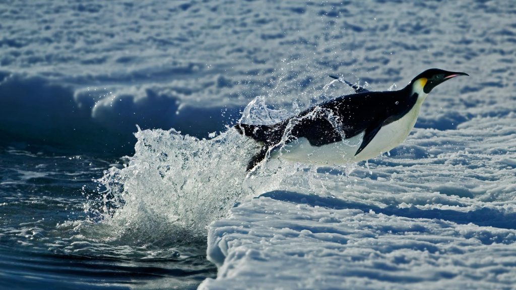 Cape WA Penguin