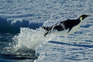 Cape WA Penguin