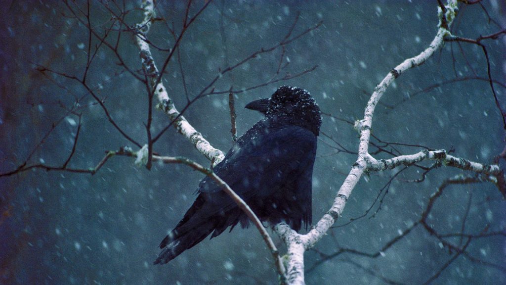 Common Raven