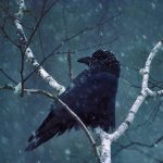 Common Raven