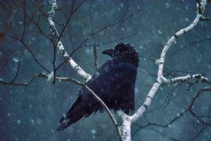 Common Raven