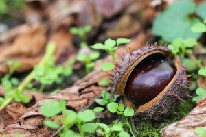 Conkers