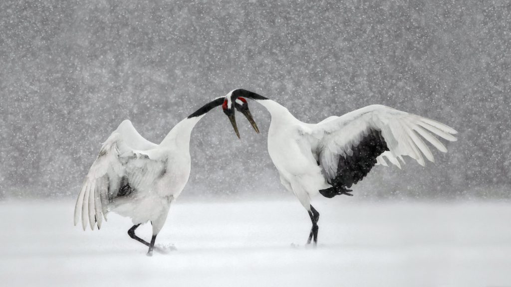 Courting Cranes