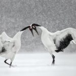 Courting Cranes