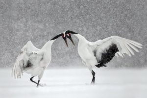 Courting Cranes