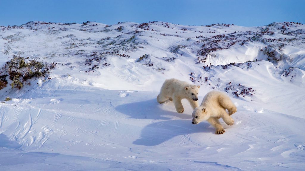 Cubs Playing