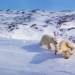 Cubs Playing