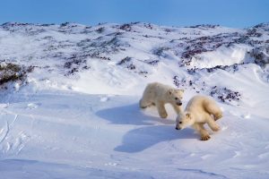 Cubs Playing