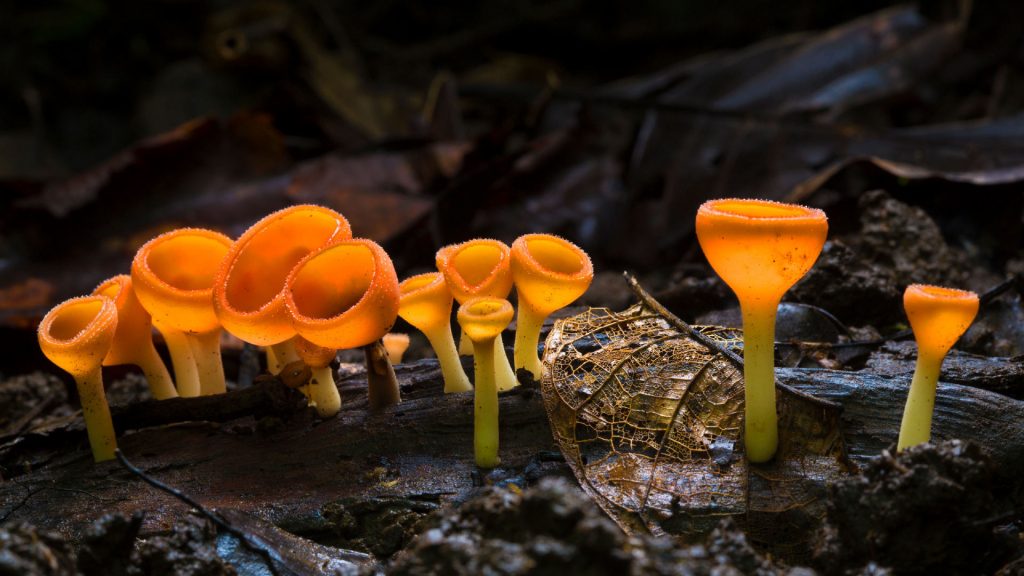 Cup Fungus