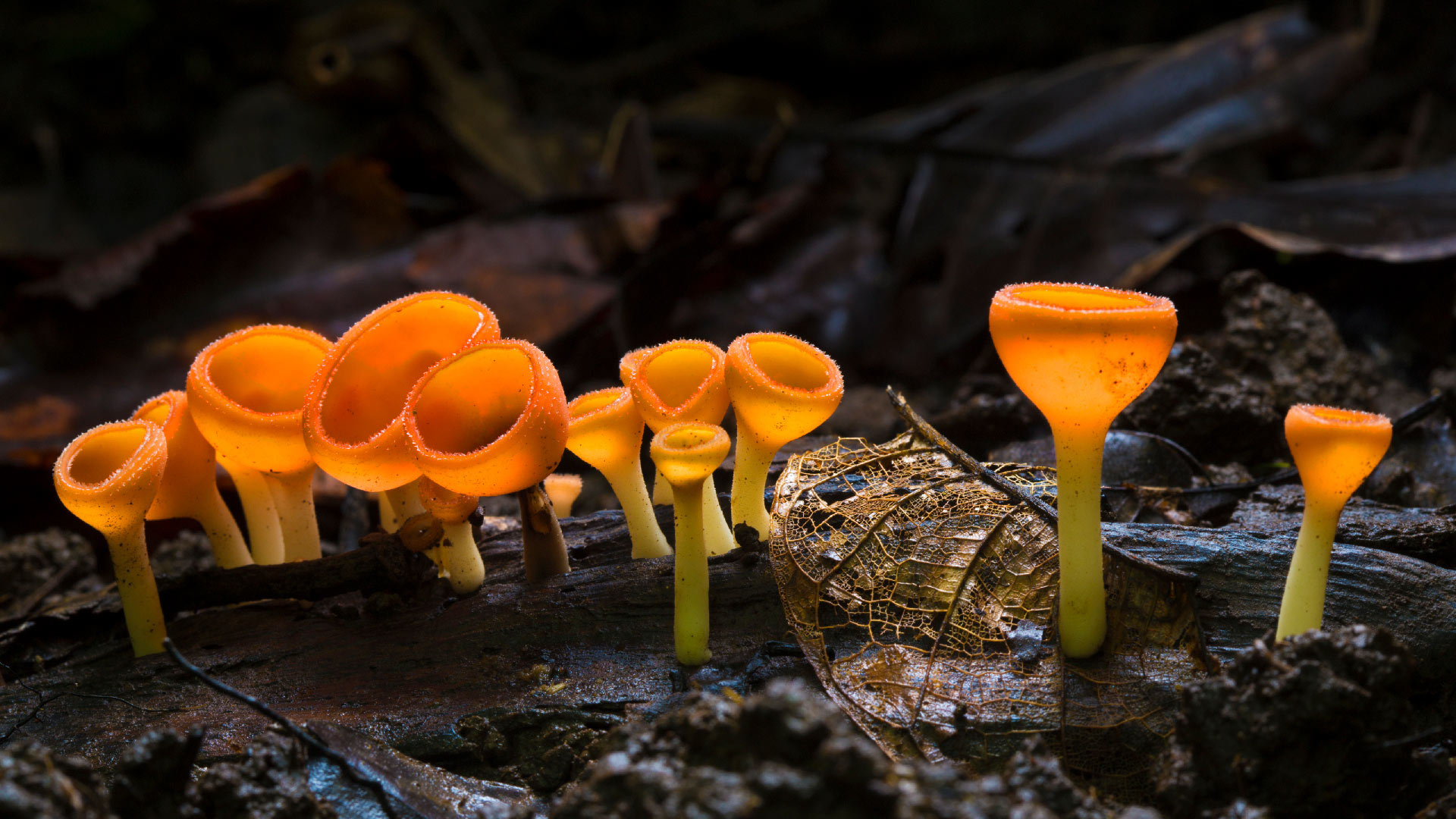 Cup Fungus