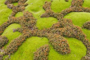 Cushion Plant Coral Fern