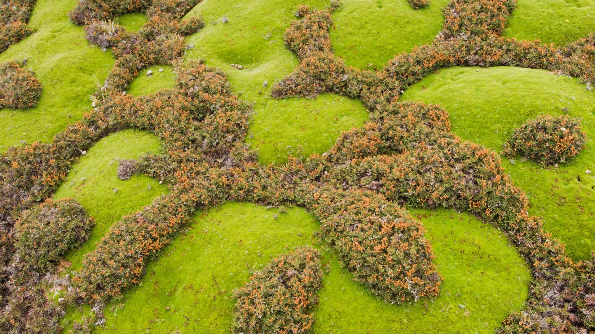 Cushion Plant Coral Fern