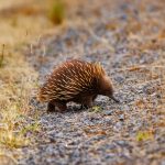 Echidna