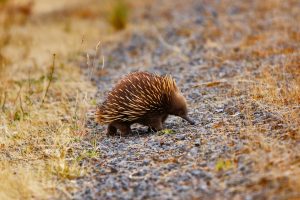 Echidna