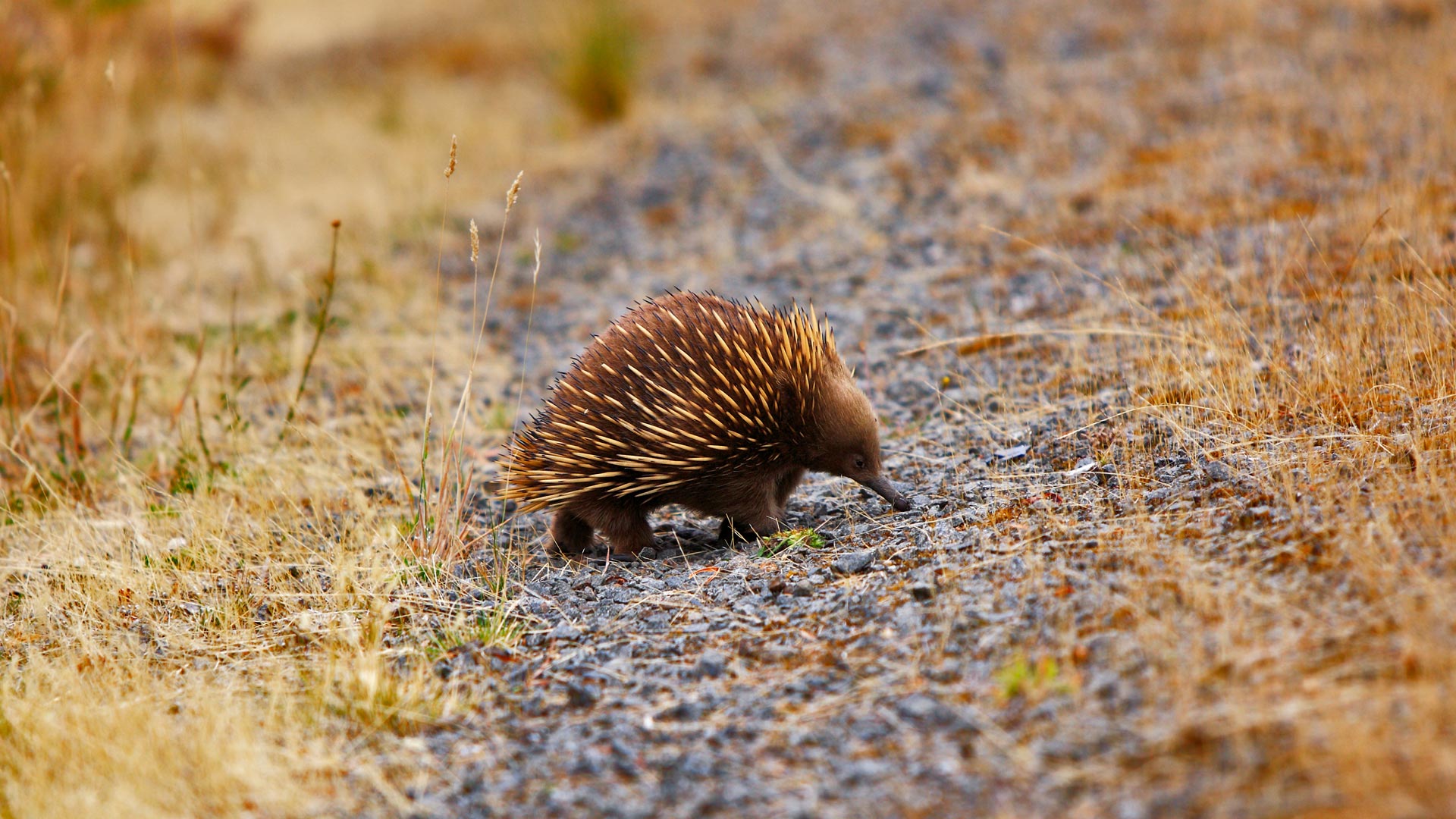 Echidna