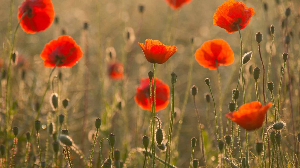 Switzerland Wallpapers Field Poppies Bing Wallpaper Download Kolpaper