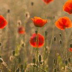 Field Poppies