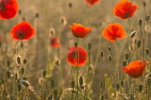 Field Poppies