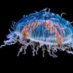 Flower Hat Jelly