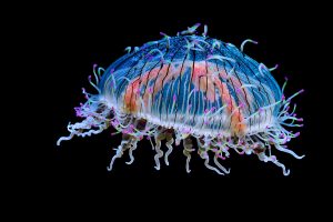 Flower Hat Jelly