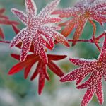 Frosty Leaves