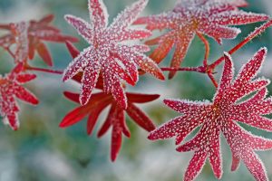 Frosty Leaves