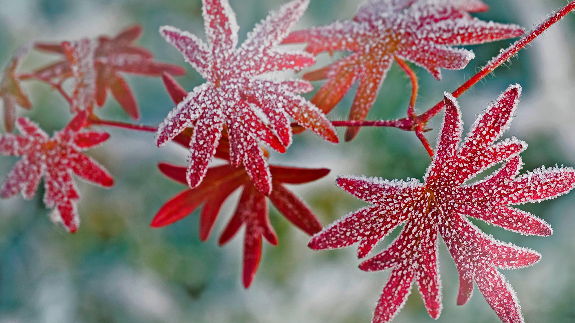 Frosty Leaves