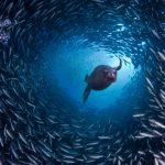 Galapagos Sealion