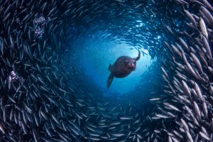 Galapagos Sealion