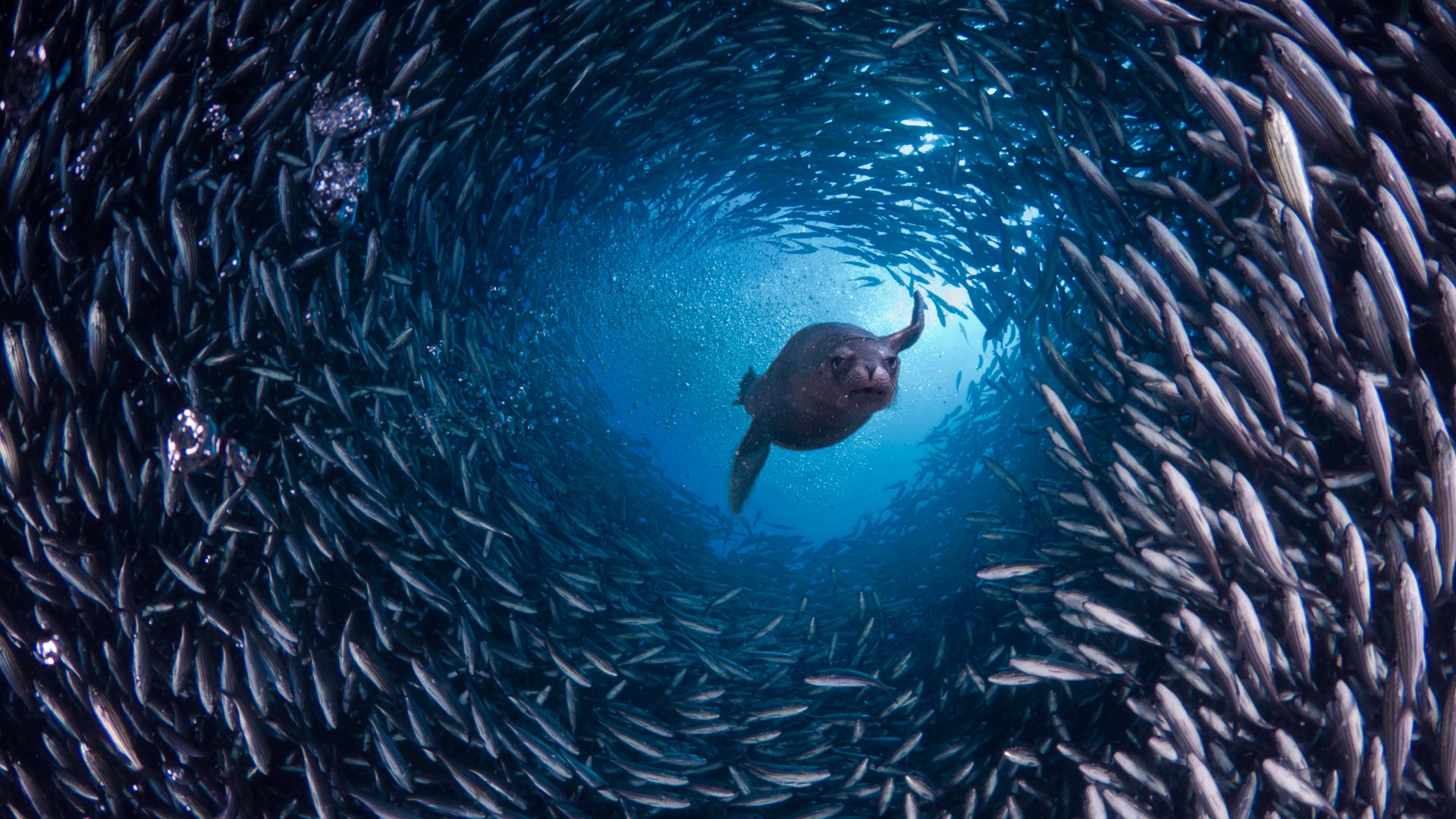 Galapagos Sealion