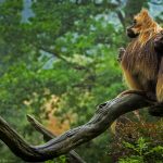 Gelada Baboons