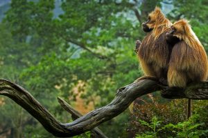 Gelada Baboons