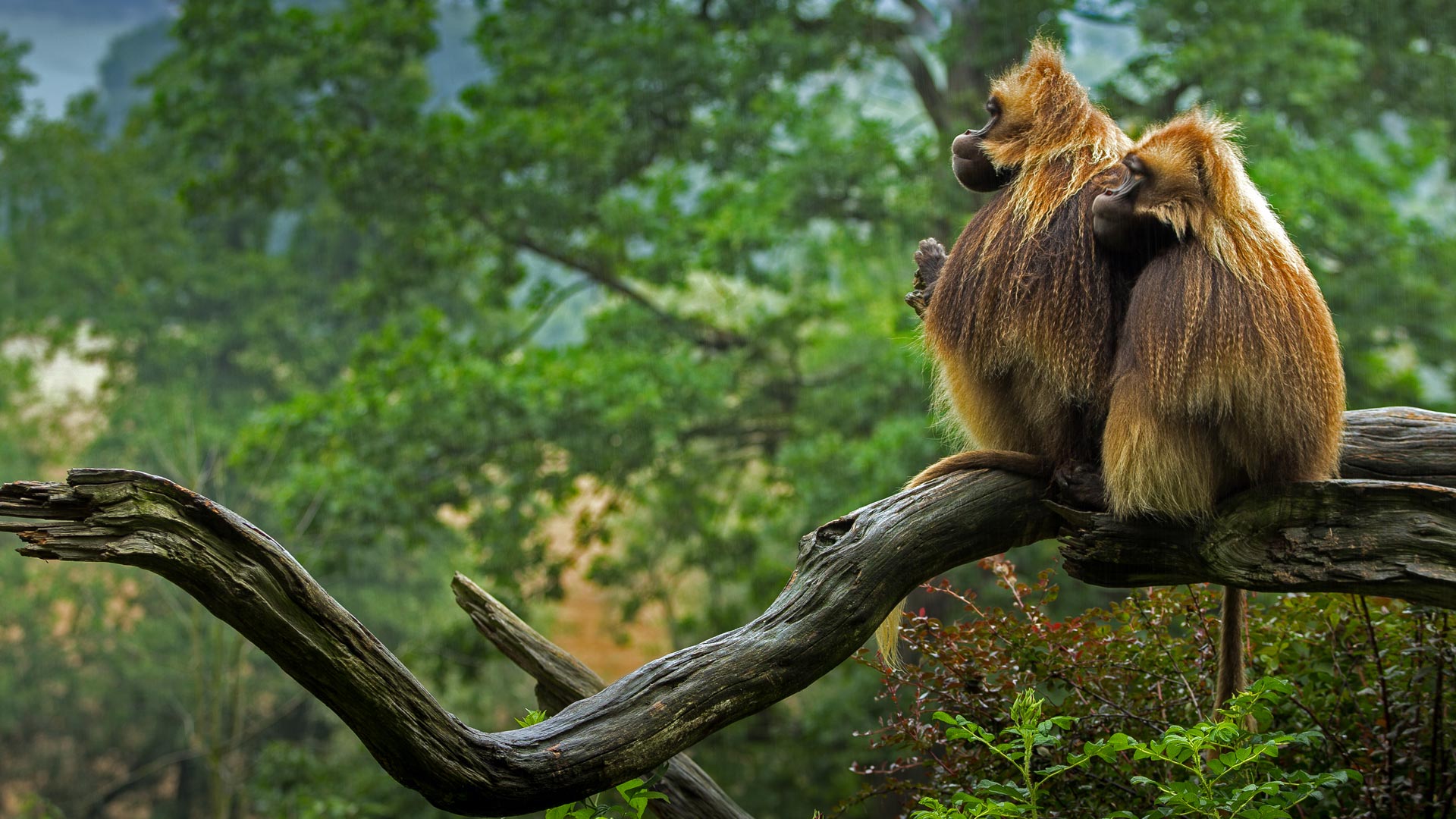 Gelada Baboons