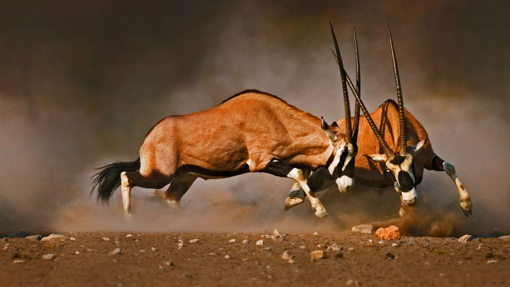 Gemsbok Fight