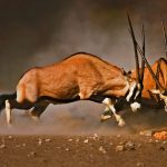 Gemsbok Fight