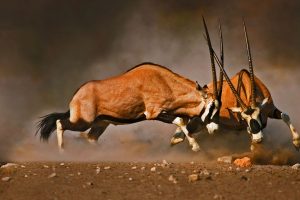 Gemsbok Fight