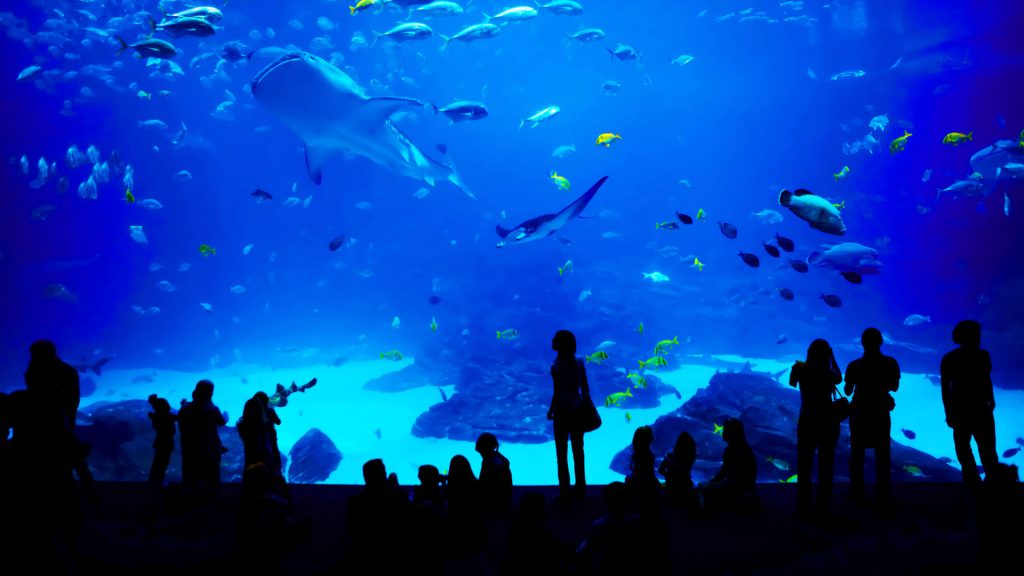 Georgia Aquarium – Bing Wallpaper Download