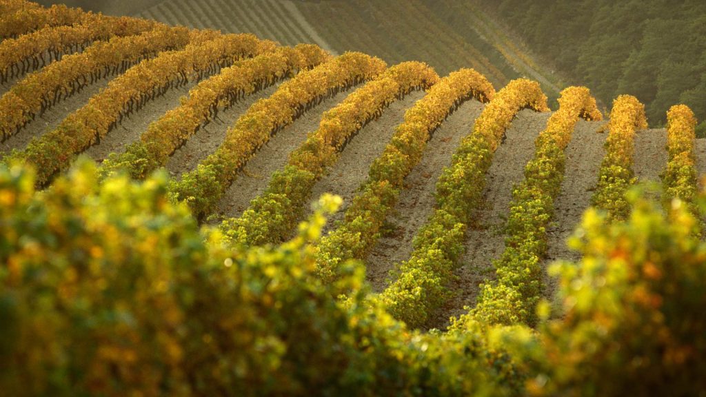 Gigondas Vines