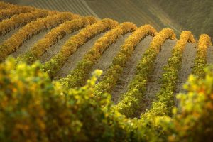 Gigondas Vines