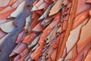 Hamersley Gorge